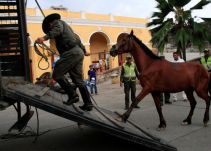 Adelantarán jornada de sensibilización sobre protección animal en Cartagena