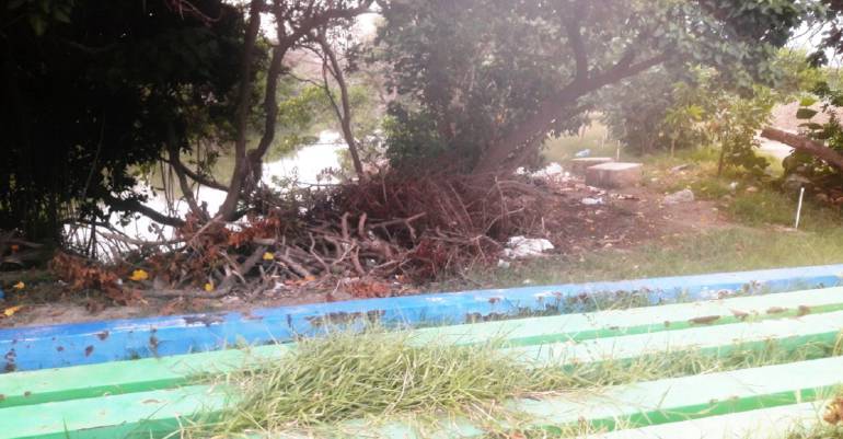 Delitos contra el medio ambiente: Denuncian aparente tala irregular de mangles en el sector de Marbella, en Cartagena