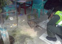 Más de 20 pájaros en vía de extinción recuperados por Policía de Cartagena