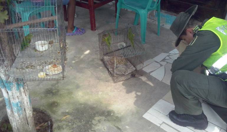 Más de 20 pájaros en vía de extinción recuperados por Policía de Cartagena