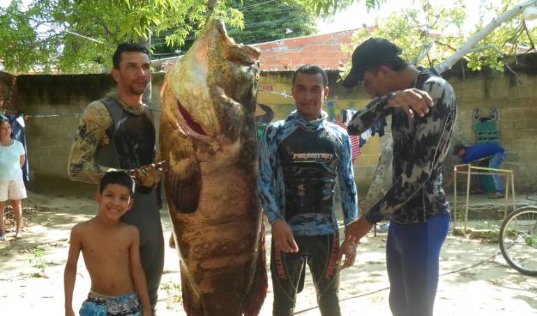 Capturan en Puerto Colombia gigantesco pez de 150 Kg