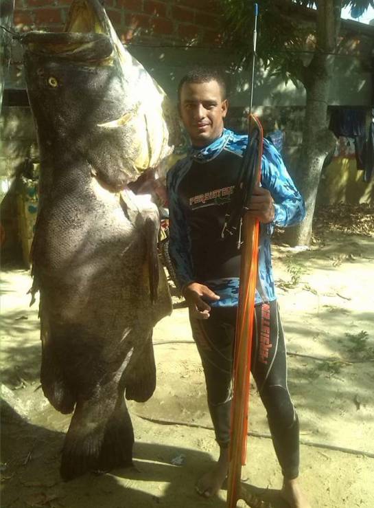 Capturan en Puerto Colombia gigantesco pez de 150 Kg Capturan en Puerto Colombia gigantesco pez de 150 Kg