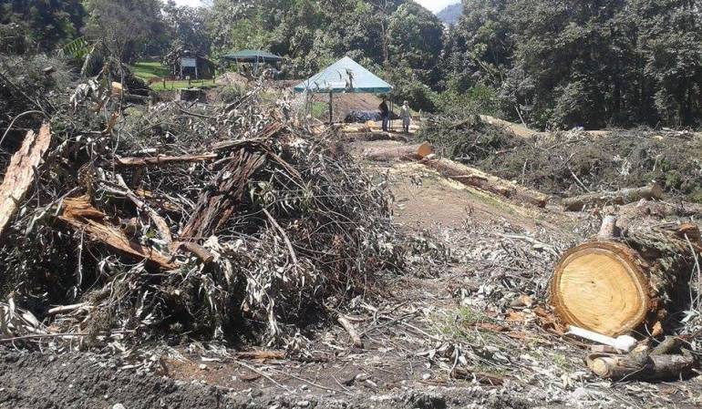 TALA DE ARBOLES EN MANIZALES: Árboles talados en el Bosque Popular el Prado habían cumplido su ciclo de vida
