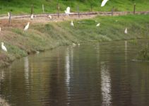 El 99 % del agua del río Bogotá está entre muy mala y regular