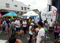Éxito total en la caminata animal 4K en la ciudad de Armenia