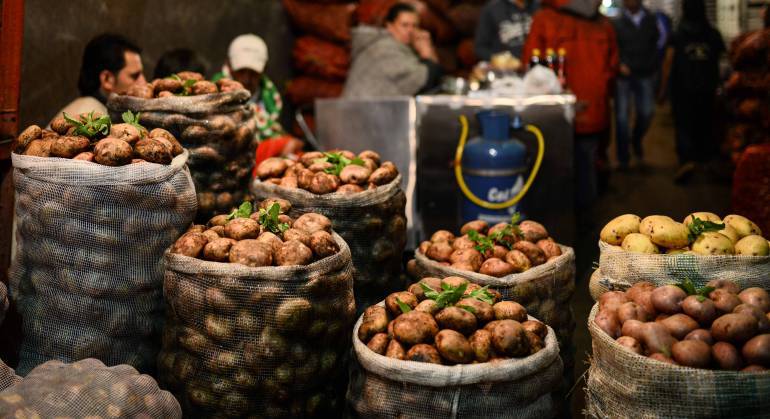 Producen nueva variedad de la papa en Ventaquemada, Boyacá - Caracol Radio