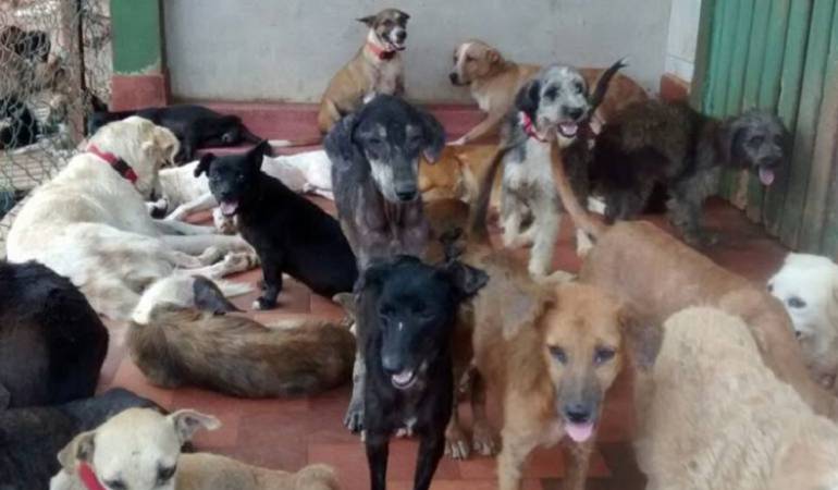 Fundación animalista en Pereira: Cierran fundación de animales por denuncias de maltrato
