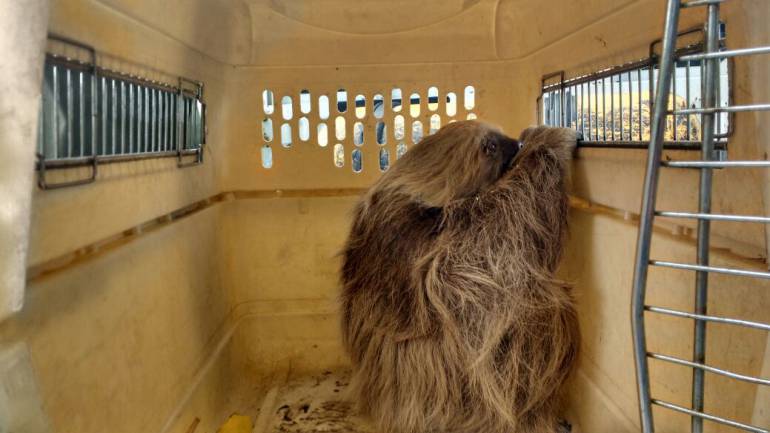 ANIMALES FAUNA SANTANDER BUCARAMANGA: Por fin rescataron al oso que colgaba de redes de energía en Lebrija