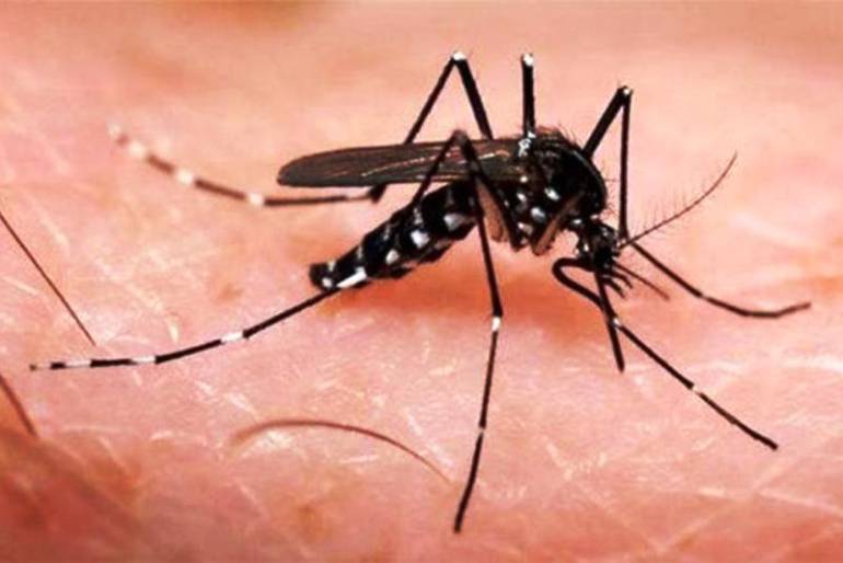 Virus Zika: El zika dejó 60 recién nacidos con microcefalia en el país