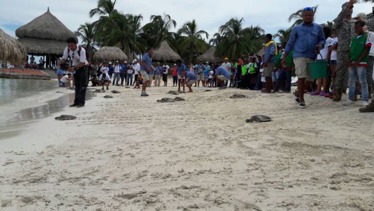 Liberadas 35 tortugas marinas en isla Múcura: Liberadas 35 tortugas marinas en isla Múcura