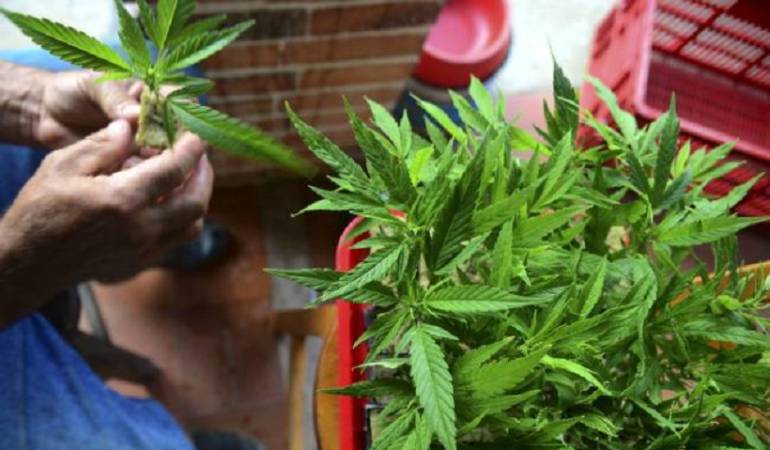 Anuncian construcción de la planta de extracción de cannabis medicinal más grande del mundo en el sur-occidente colombiano