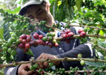 El Quimbo provocó que murciélagos de la zona atacaran cultivos de café