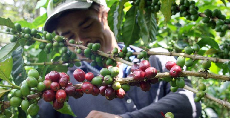 El Quimbo provocó que murciélagos de la zona atacaran cultivos de café