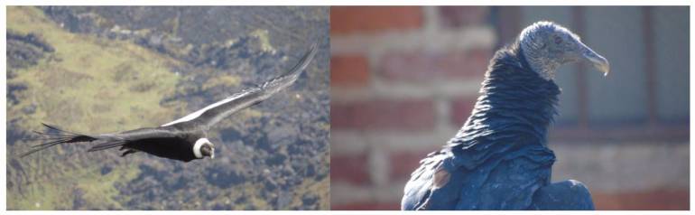 GALLINAZOS CONDORES ANDES BUCARAMANGA SANTANDER: Gallinazos desplazaron a los cóndores andinos en García Rovira