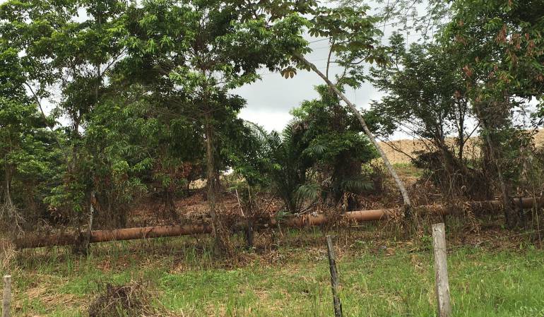 Catatumbo zona de concentración de las Farc: ‘Pate grillo’, el negocio ‘desorbitado' en Catatumbo