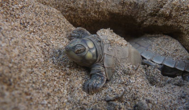 Rescate de tortugas en el Huila: En el Huila rescatan tortugas traídas de la costa caribe colombiana