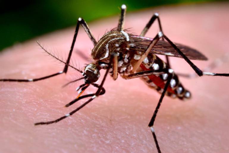 Mujeres en el Valle con el virus del Zika: Tres mil mujeres gestantes en contacto con el virus del Zika en el Valle