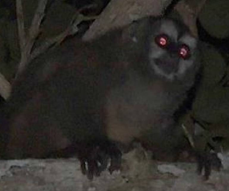 El Valle tiene dos nuevas áreas protegidas para salvaguardar especies de fauna y flora