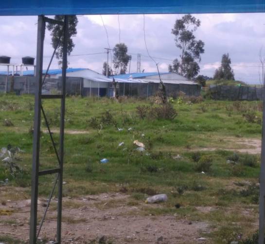 Ratas Bogootá: Denuncian proliferación de ratas en el sur de Bogotá Ratas Bogootá: Denuncian proliferación de ratas en el sur de Bogotá