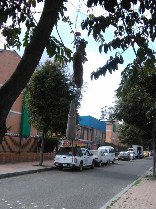 Ratas Bogootá: Denuncian proliferación de ratas en el sur de Bogotá Ratas Bogootá: Denuncian proliferación de ratas en el sur de Bogotá