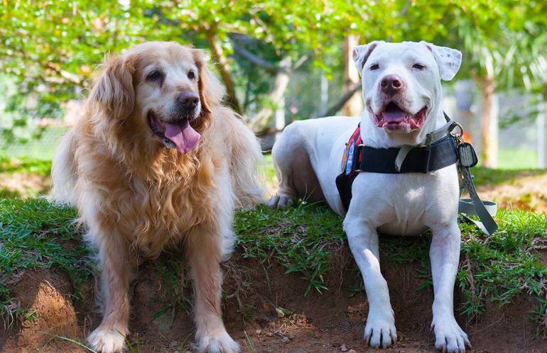 VENTA PERROS DISCRIMINADO: Defensores de animales piden controles a venta de perros en criaderos de Medellín