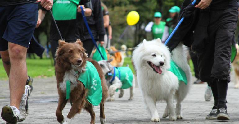 ADOPTAN PERROS CRIOLLOS: Antioqueños de estratos altos no adoptan perros criollos