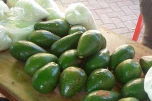Frutos frescos y al mejor precio gracias a la restitución de tierras en El Carmen de Bolívar: Frutos frescos y al mejor precio gracias a la restitución de tierras en El Carmen de Bolívar Frutos frescos y al mejor precio gracias a la restitución de tierras en El Carmen de Bolívar: Frutos frescos y al mejor precio gracias a la restitución de tierras en El Carmen de Bolívar