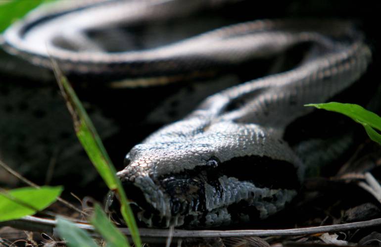 Alertan por accidentes con animales ponzoñosos o venenosos en Antioquia