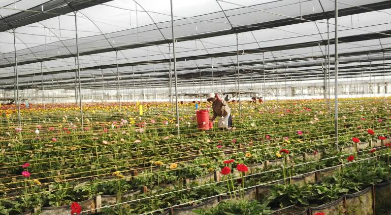 FLORES, SAN VALENTÍN, ESTADOS UNIDOS, EXPORTACIÓN: Floricultores generan 15.000 empleos para cumplir despachos por San Valentín