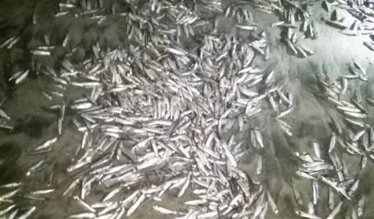 Peces muertos en Santa Marta: Mortandad de peces en playas de Tasajera, Magdalena