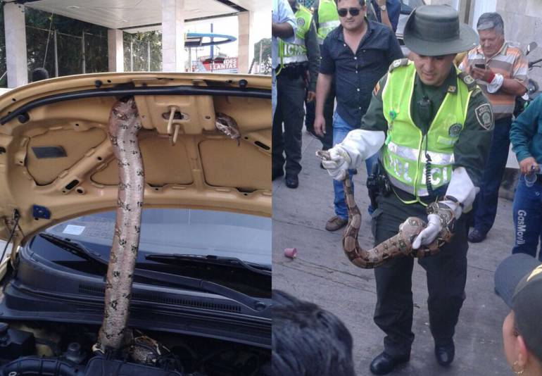 boa en taxi en bucaramanga: Insólito, en el motor de un taxi apareció una boa