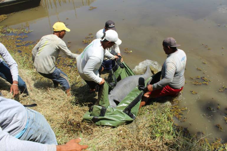 Liberan dos manatíes en lago de Malagana Bolívar: Liberan dos manatíes en lago de Malagana Bolívar