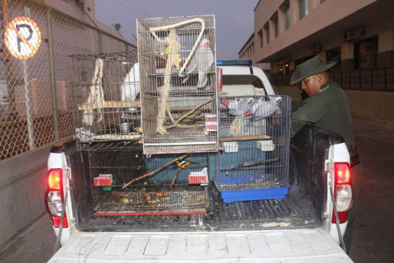 Policía recuperó un grupo de aves en vía de extinción en Cartagena: Policía recuperó un grupo de aves en vía de extinción en Cartagena