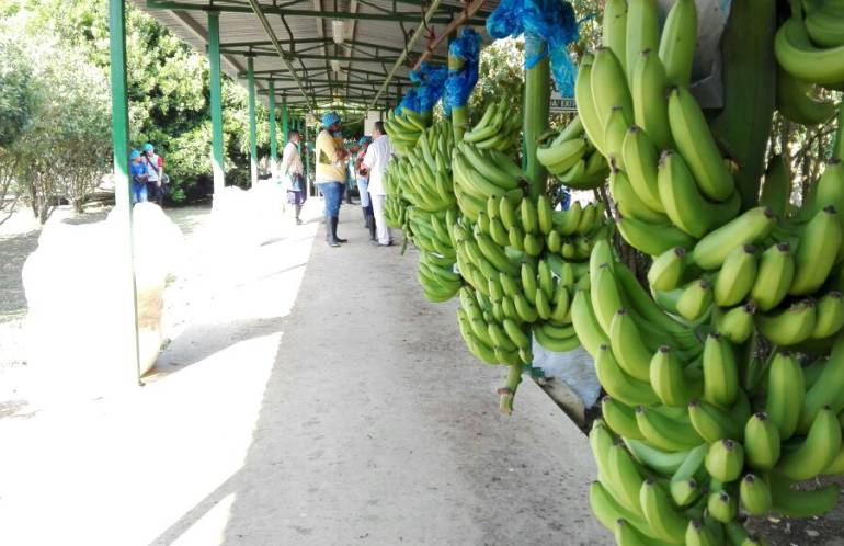 MILLONES AUGURA COLOMBIA BANANO: 25 millones de dólares dejó de percibir el sector bananero de Colombia en 2016
