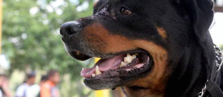 Código de Policía sobre los perros peligrosos: Procuraduría respalda normas para dueños de perros "peligrosos"