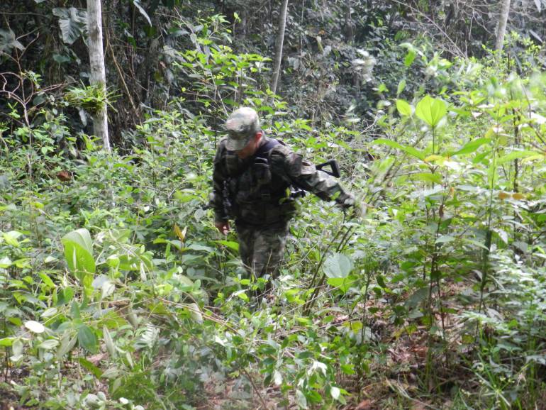 Hallan cultivos ilícitos con más de 7.000 plantas de coca en zona esmeraldera de Boyacá: Hallan cultivos ilícitos con más de 7.000 plantas de coca en zona esmeraldera de Boyacá
