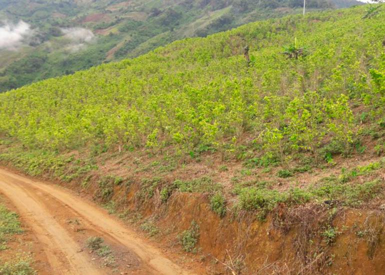 Suspenden por dos semanas erradicación de coca en Briceño