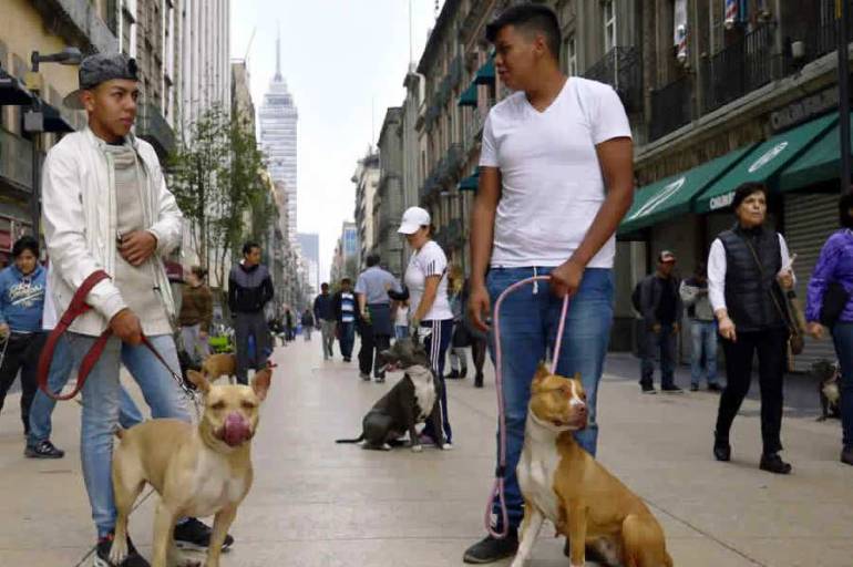 Alcaldía de Cartagena iniciará un registro de caninos potencialmente peligrosos: Alcaldía de Cartagena iniciará un registro de caninos potencialmente peligrosos