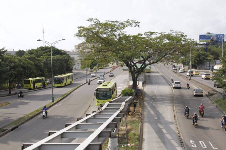 ÁRBOLES BUCARAMANGA SISTEMA MASIVO METROLÍNEA PUENTES: Los árboles que obligaron al rediseño de puentes de Metrolínea