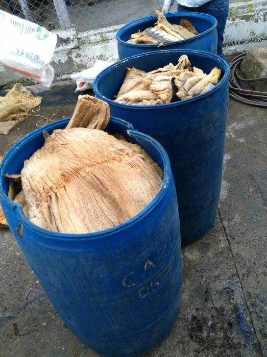 Pescado seco en descomposición/Secretaría de Salud de Ibagué-Cortesía. Pescado seco en descomposición/Secretaría de Salud de Ibagué-Cortesía.