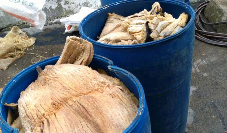 Pescado seco en descomposición/Secretaría de Salud de Ibagué-Cortesía.