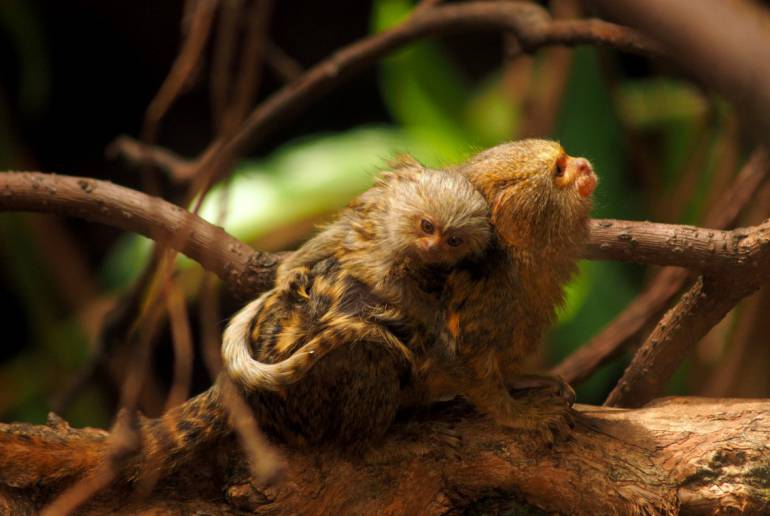Estos es la especie de monos robados del zoológico.