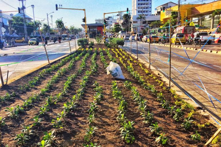 Reactivan mantenimiento para zonas verdes de Transcaribe: Reactivan mantenimiento para zonas verdes de Transcaribe