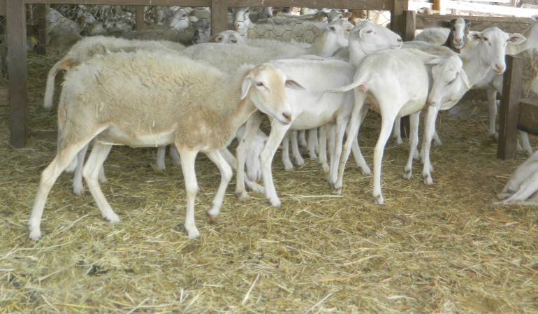 ICA atendió mortalidad de 200 ovinos en resguardo Wiwa en ... - Caracol Radio
