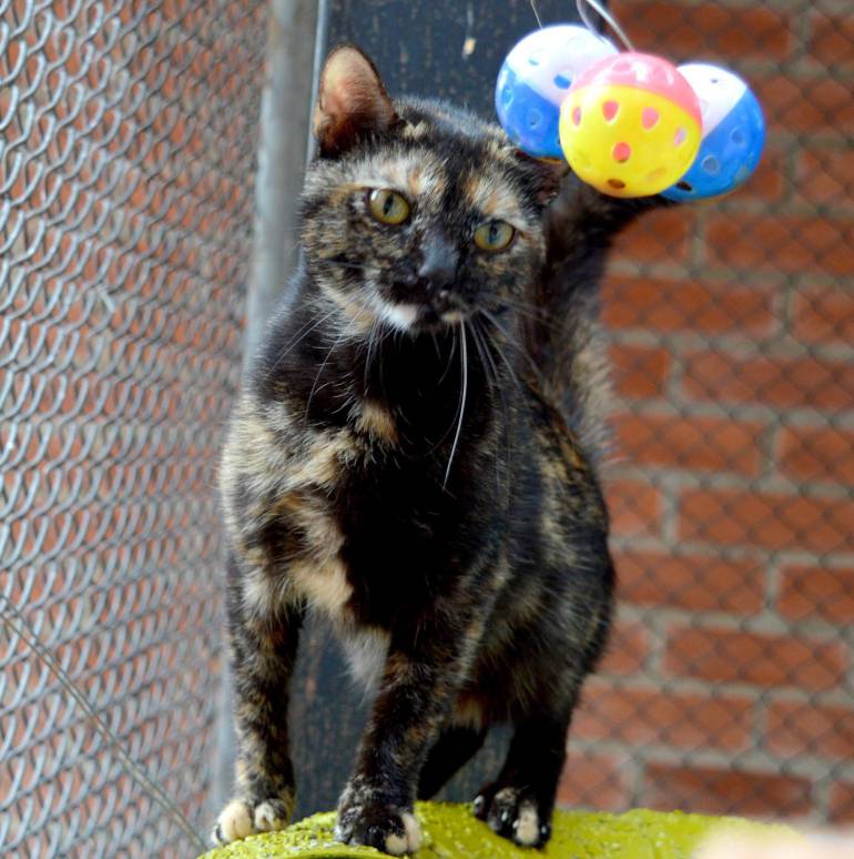 Semana de la Adopción de perros y gatos