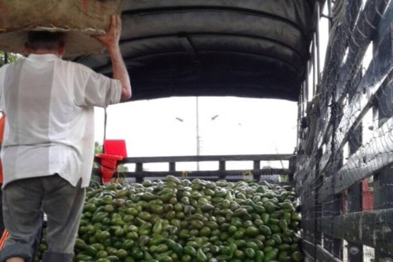 ICA no desampara a productores de aguacates criollos en Los Montes de María: ICA no desampara a productores de aguacates criollos en Los Montes de María