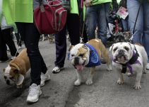 Este domingo será la primera jornada de identificación animal ciudadano 4 patas