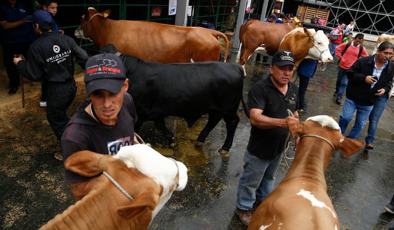 Ganaderos piden a Minagricultura compensaciones a regiones en 'zona de contención' por aftosa: Ganaderos piden a Minagricultura compensaciones a regiones en 'zona de contención' por aftosa