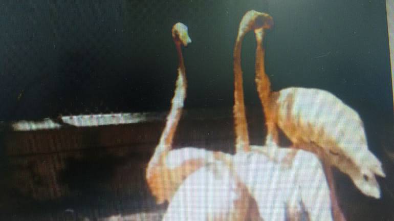 AVES, FLAMINGOS, EXÓTICAS, ROSADOS.: Barranquilla es la nueva casa de los cuatro Flamingos Rosados rescatados en Bucaramanga
