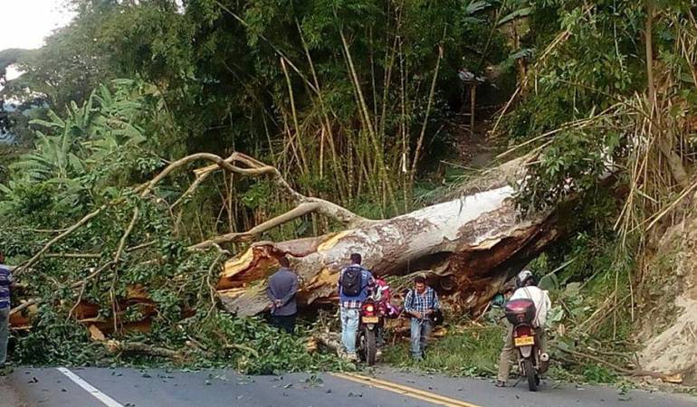 Más de 7 mil hectáreas de cultivos están afectadas en Tolima por la temporada invernal